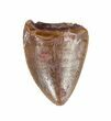 Serrated, Phytosaur (Redondasaurus) Tooth - Arizona #62389-2